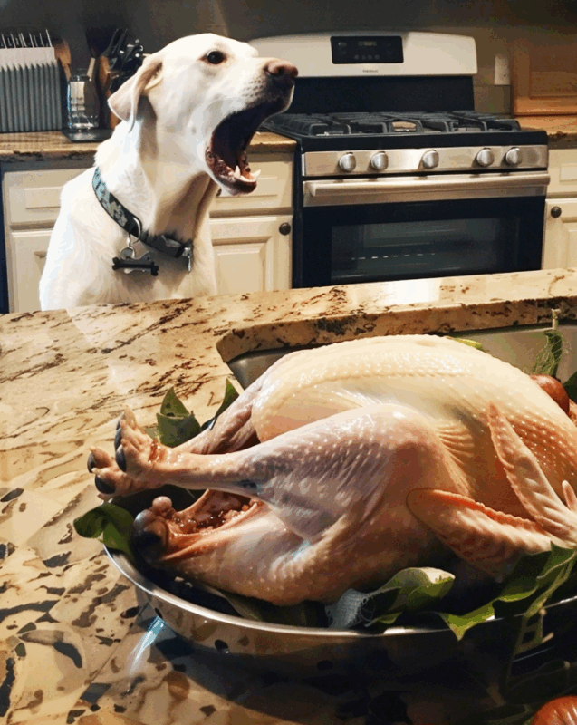 Vehomy Thanksgiving Pullover Für Hund & Katze – 2 Stück, Kürbis & Truthahn Stickerei – Für Kleine Bis Mittelgroße Tiere